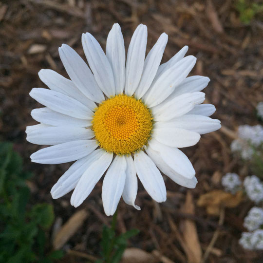 Shasta Daisy