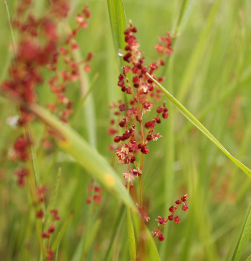 Sheep Sorrel