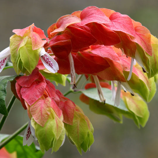 Shrimp-Plant