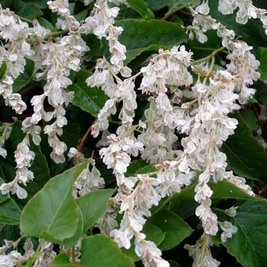 Silver Lace Vine