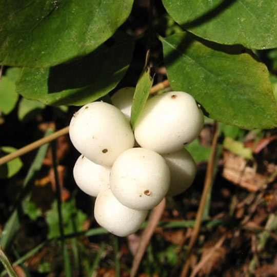 Snowberry