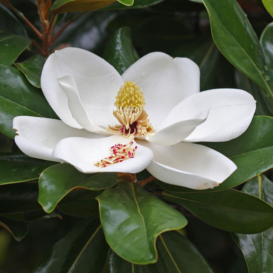 Southern Magnolia