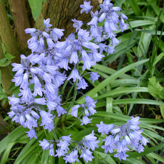 Spanish Bluebell