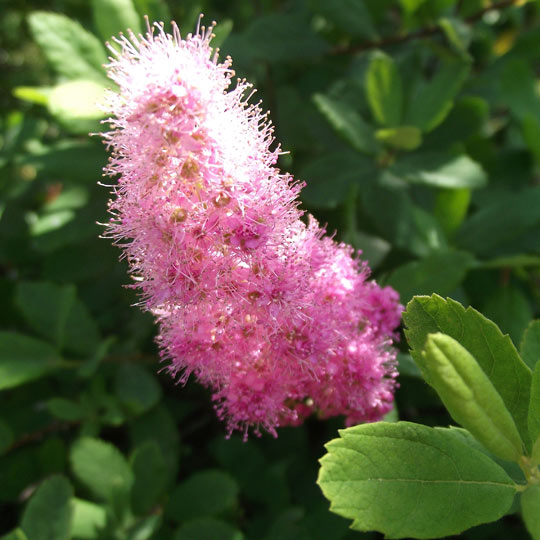 Spiraea