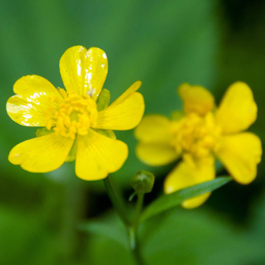 Spring-Cinquefoil