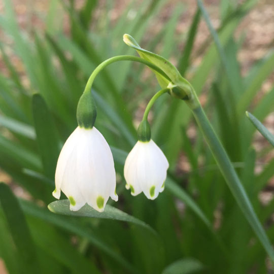 Spring Snowflake