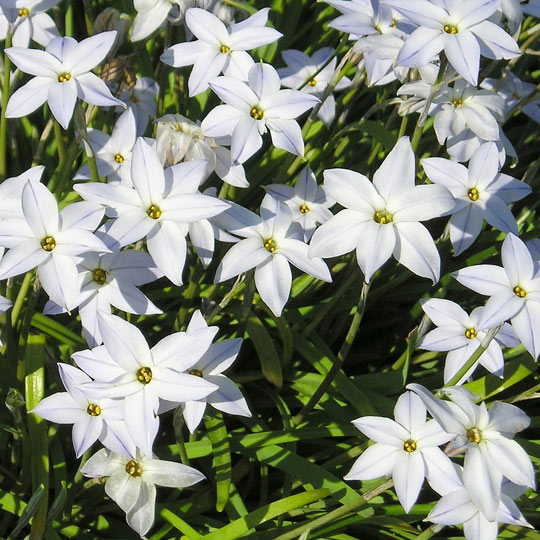 Spring Starflower