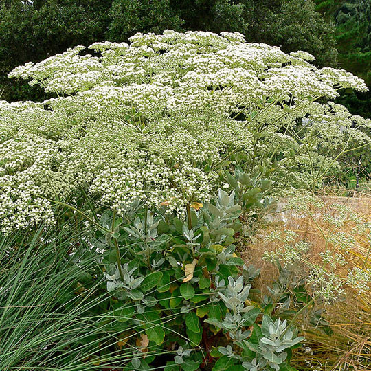 St. Catherine’s Lace