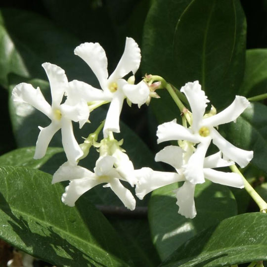 Star Jasmine