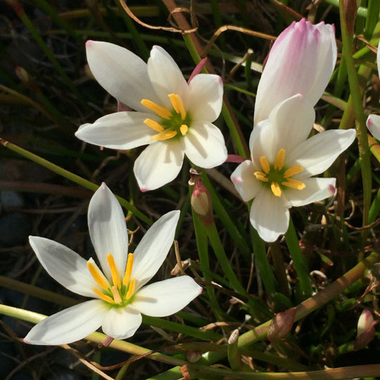 Star of Bethlehem