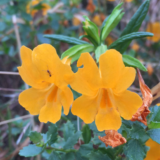 Sticky Monkeyflower