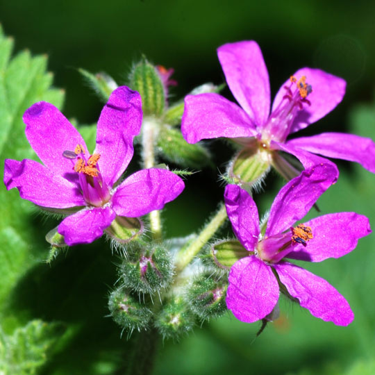 Storksbill