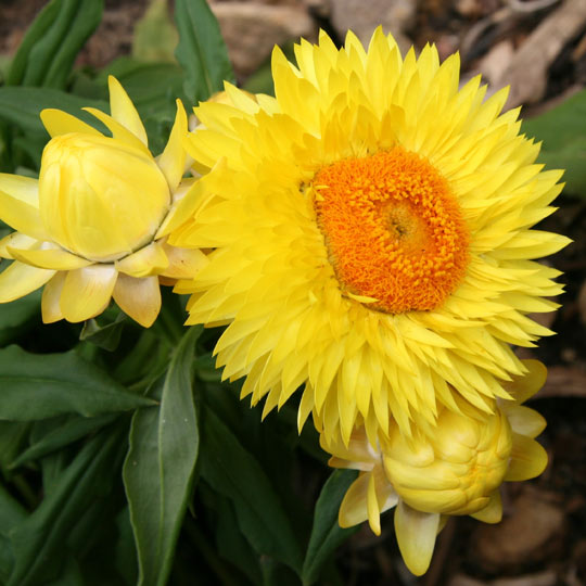 Strawflower