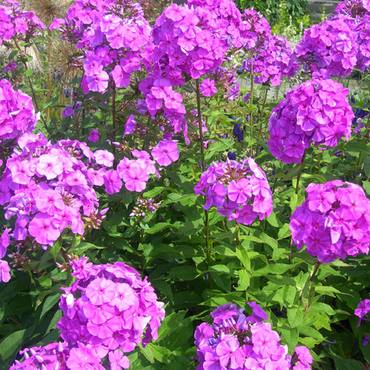 Summer-Phlox