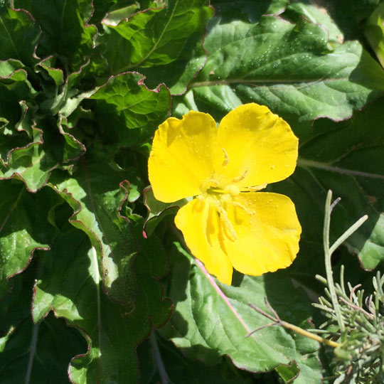 Suncup / Evening Primrose