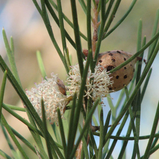 Sweet Hakea