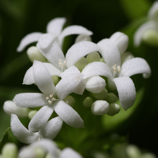 Sweet Woodruff