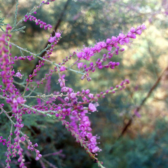 Tamarix Parviflora