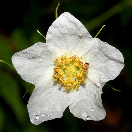 Thimbleberry