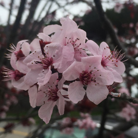 Thundercloud Purple Leaf Plum