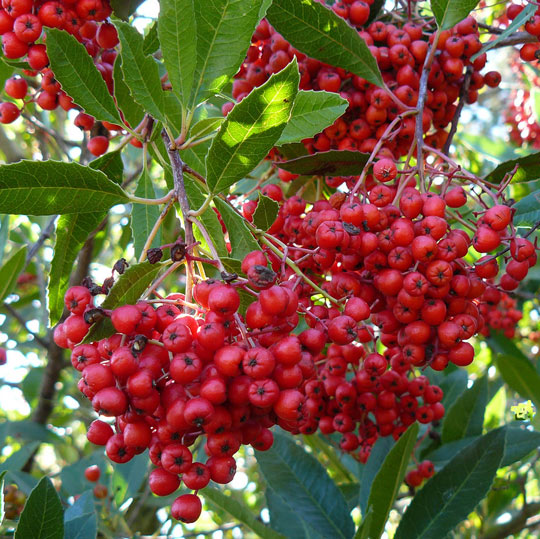 Toyon