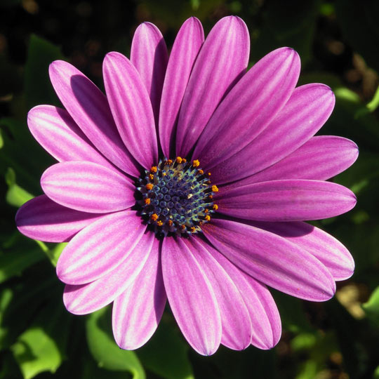 Trailing African Daisy