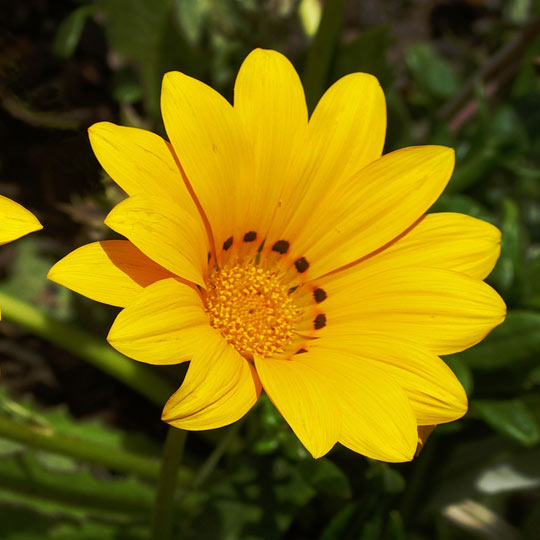 Trailing Gazania