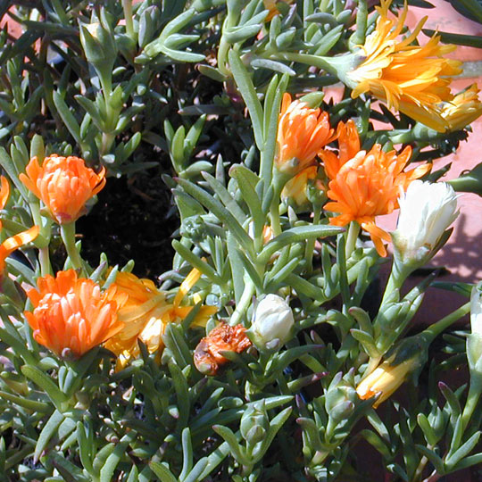 Trailing Ice Plant