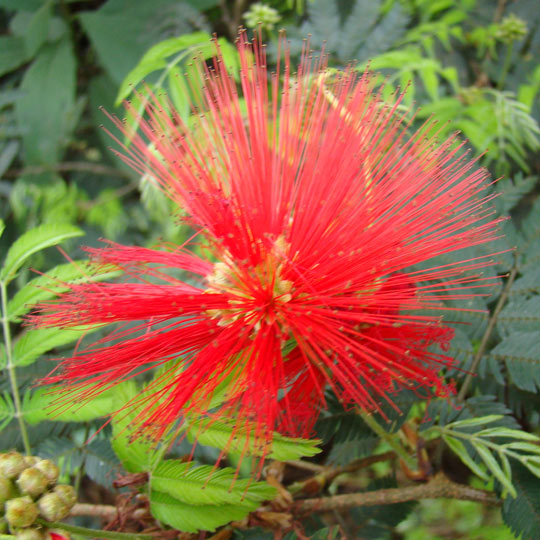 Trinidad Flame Bush