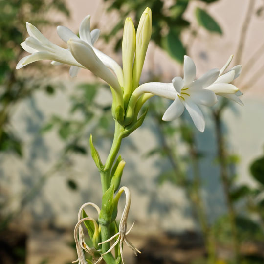 Tuberose