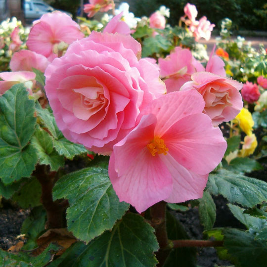 Tuberous Begonia