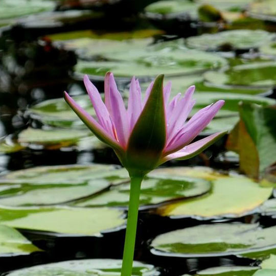 Water Lily