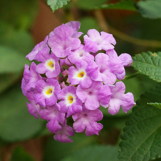 Weeping Lantana