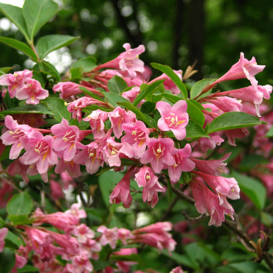 Weigela-Florida