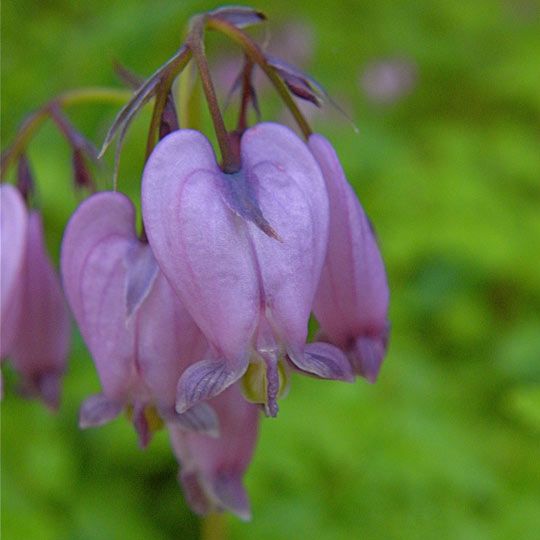 Western Bleeding Heart