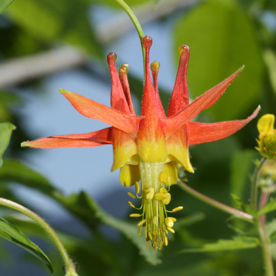 Western Columbine