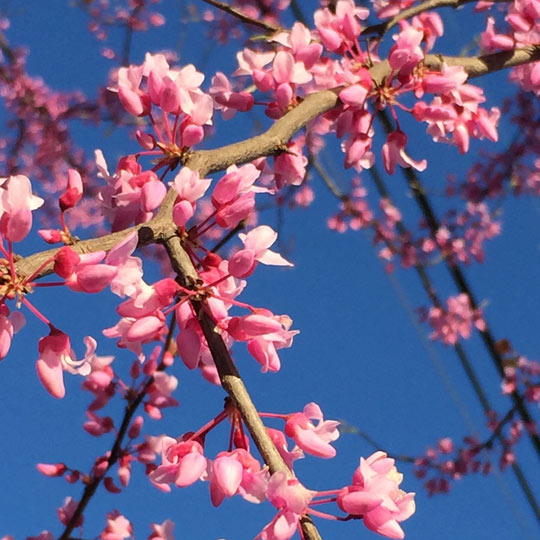 Western Redbud