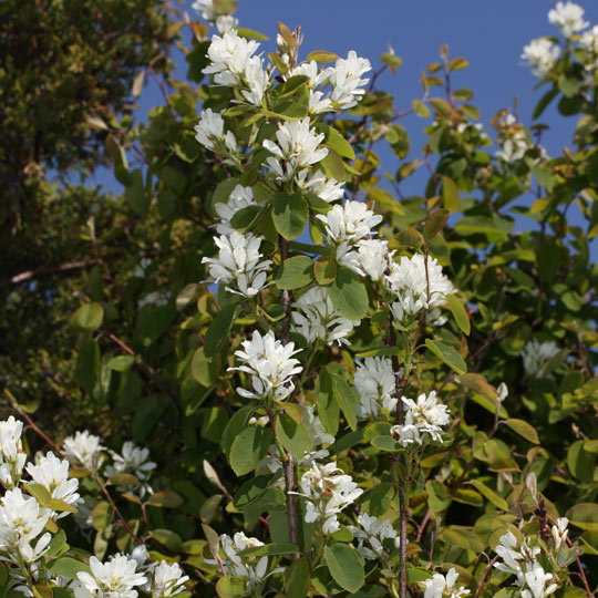 Western Serviceberry