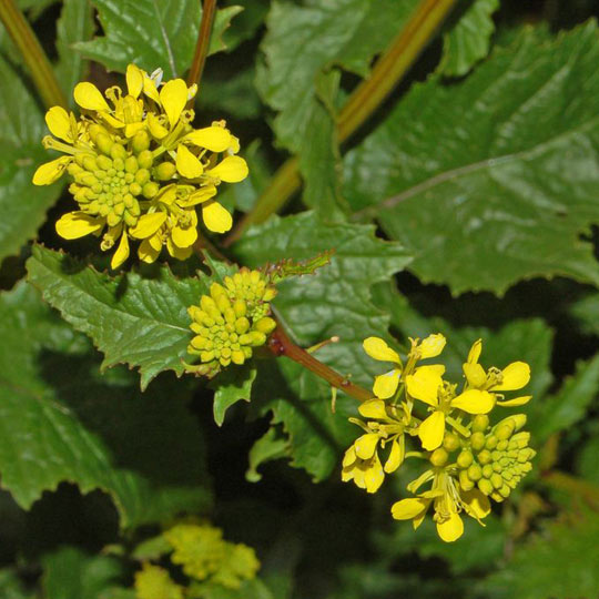 Wild Mustard