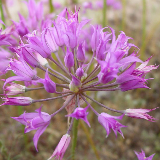 Wild Onion