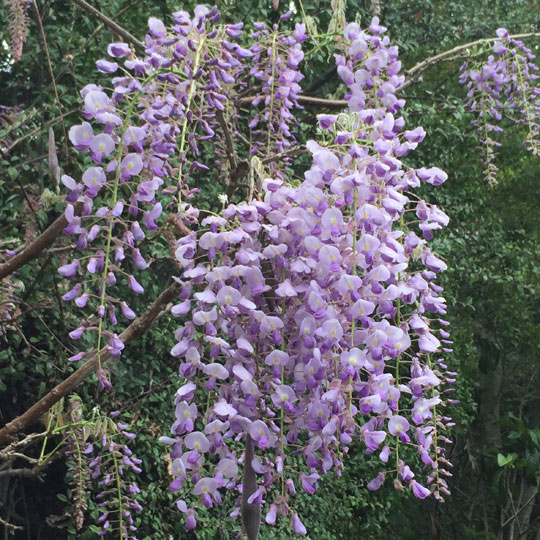 Wisteria