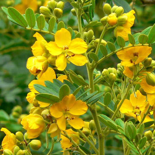 Woolly Senna