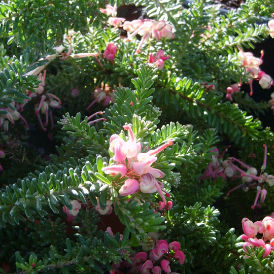 Wooly Grevillea