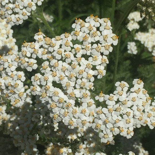 Yarrow