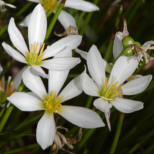 Zephyranthes