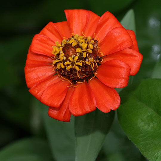 Zinnia